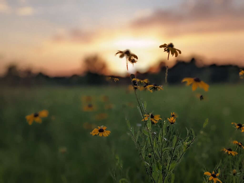 Top Outdoor Activities in Tyler Texas