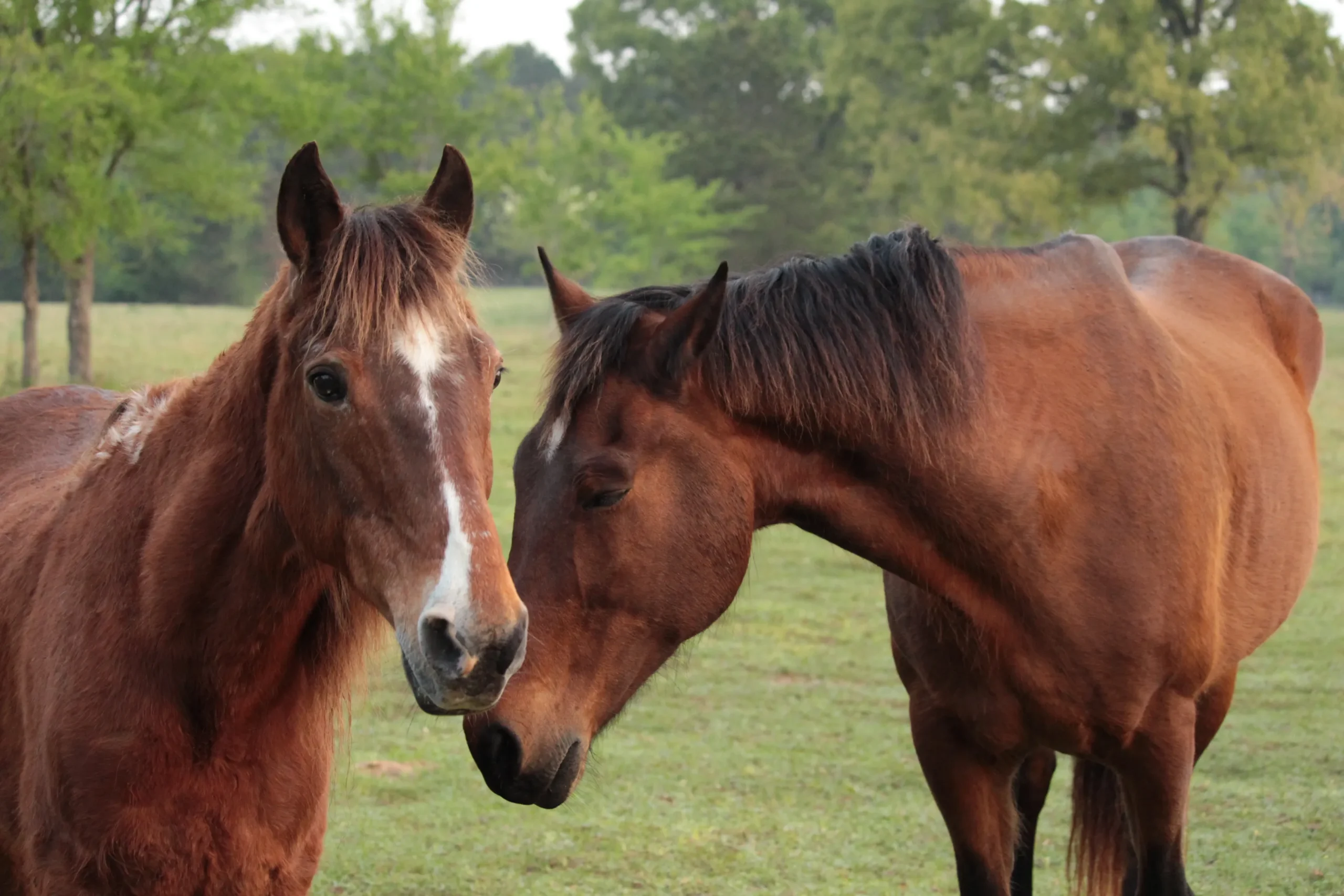 Foal