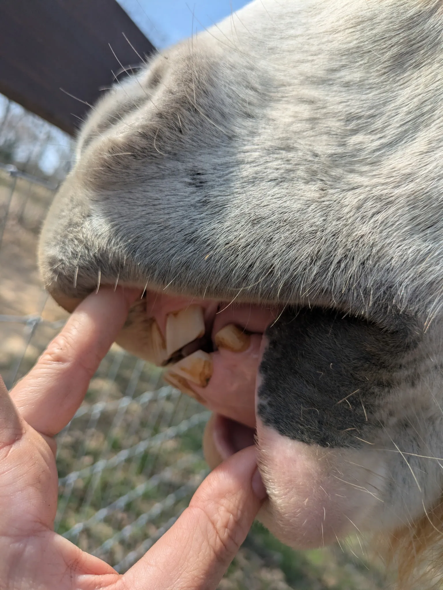 Young horse teeth with shorter, upright incisors