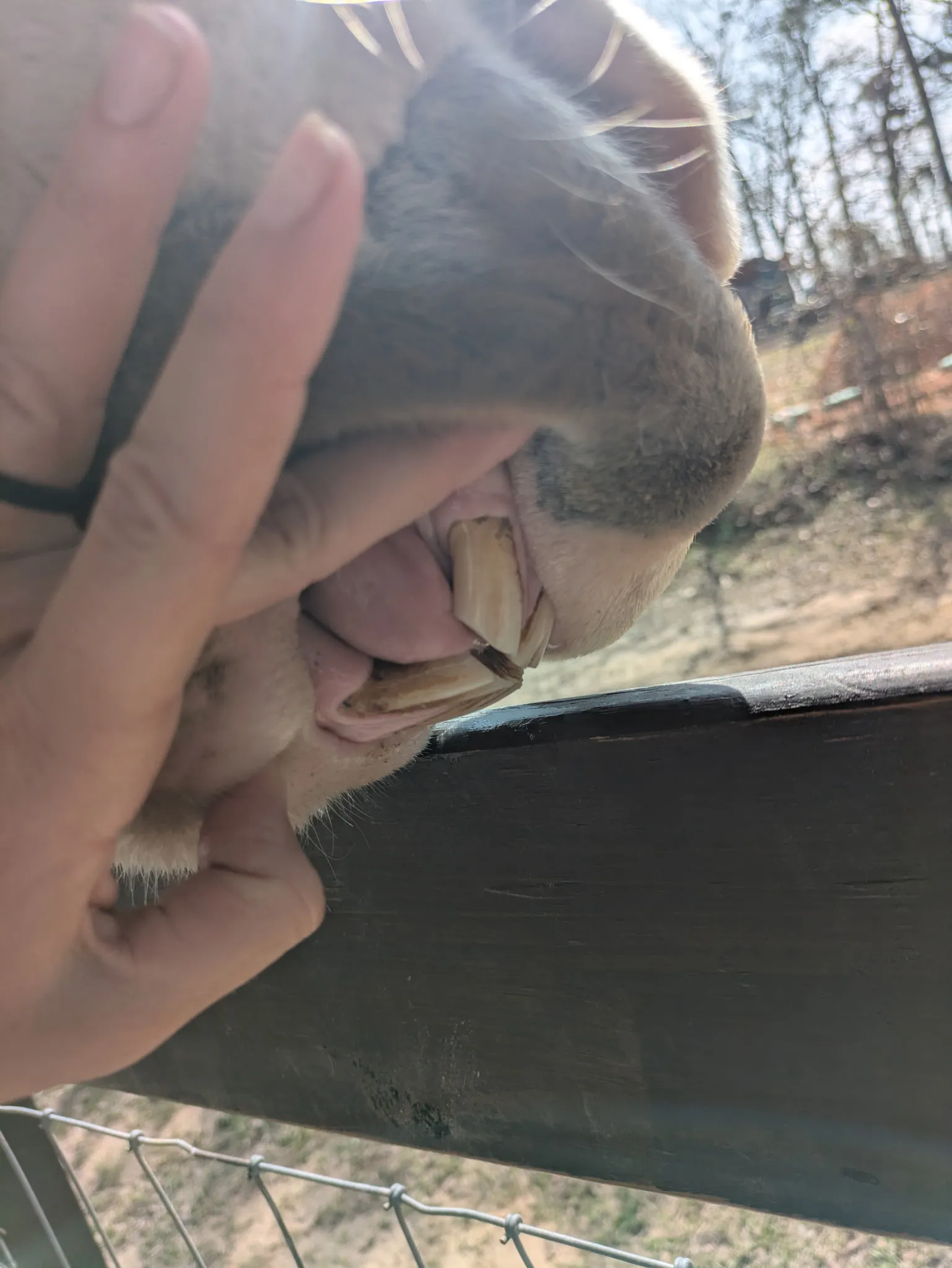 Older horse teeth with longer-looking, angled incisors