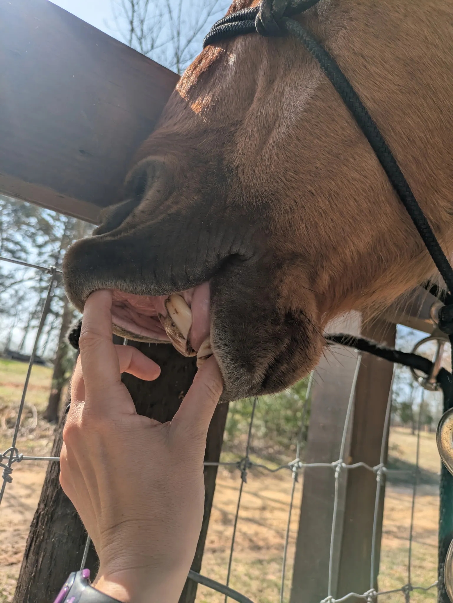 Middle-aged horse teeth showing changes in wear